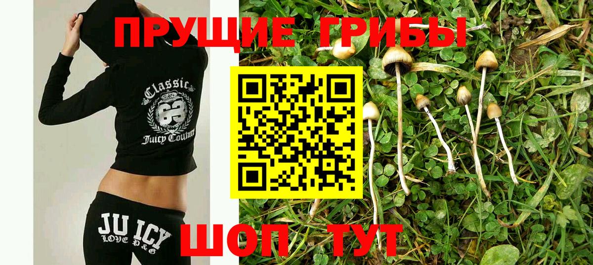 Псилоцибиновые грибы Cubensis  Псилоцибиновые грибы прущие грибы  Находка  Вход с VPN 